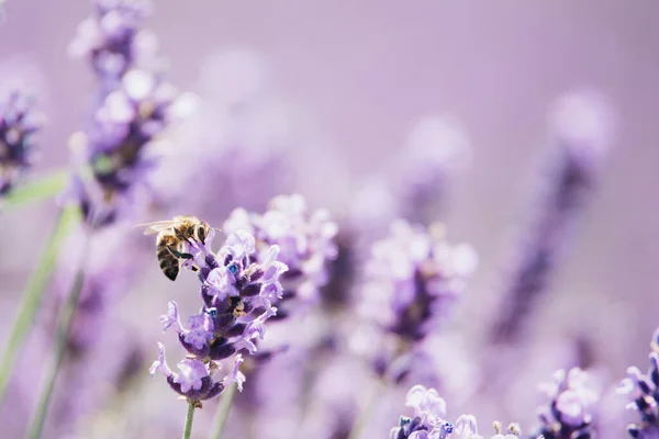 Honey Bee Pollinating Lavender Flowers Plant Decay Insects Blurred Summer — Photo