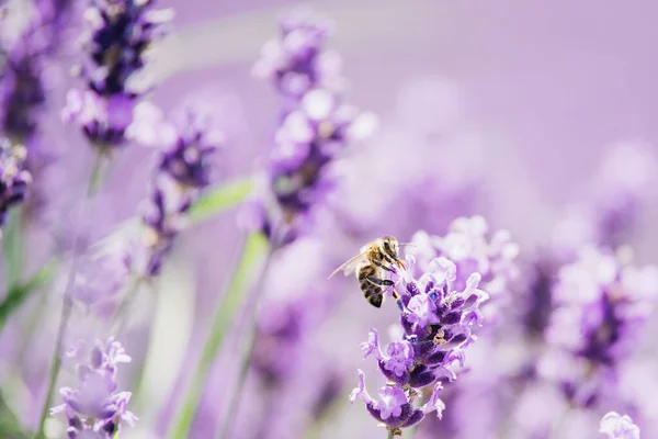 Honungsbipollinerande Lavendelblommor Växtförfall Med Insekter Suddig Sommar Bakgrund Lavendel Blommor — Stockfoto