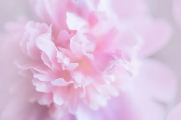 Minimalistic background with fresh bright blooming peonies flowers. macro. Close-up. Floral background for postcard, lettering, painting, wedding card, banner, flower shop. Peony petals close up.