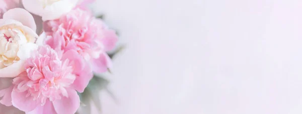 Latar Belakang Minimalis Dengan Bunga Peoni Segar Yang Mekar Makro — Stok Foto