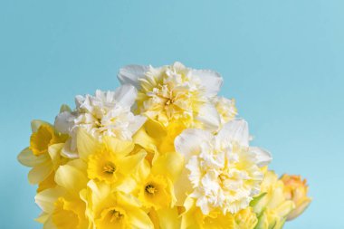 Sarı çiçekler mavi arka planda nergisler. Sarı narsisli buket ya da parlak mavi arka planda nergis. Anneler Günü için tebrik kartı, Doğum günü, 8 Mart.