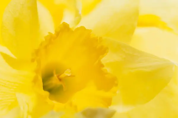 Macro Bunga Kuning Daffodils Latar Belakang Bouquet Yellow Narcissus Daffodil — Stok Foto