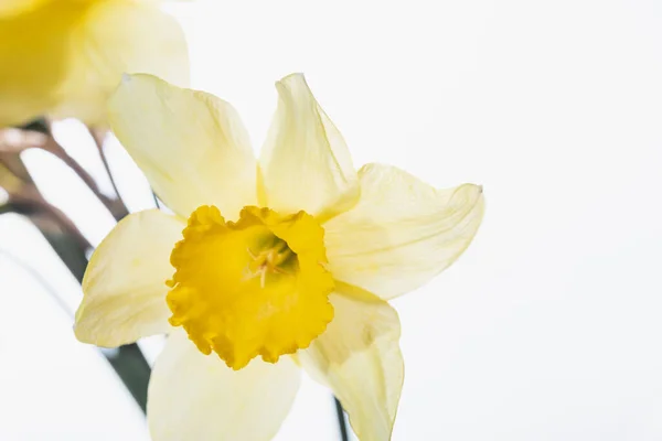 Latar Belakang Bunga Kuning Bakung Bouquet Yellow Narcissus Daffodil Greeting — Stok Foto