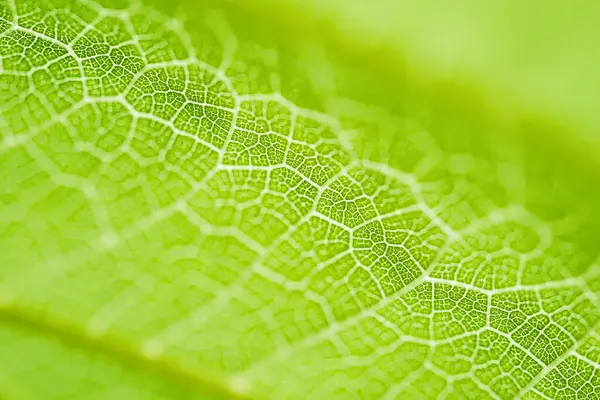 Extreme Close Texture Leaf Veins Backlight Fresh Green Leaf Morning Stock Photo