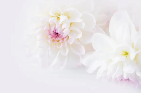 Bunga Bunga Bunga Dahlia Meriah Latar Belakang Pastel Dan Lembut — Stok Foto