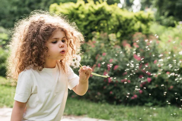 Gadis Kecil Bertiup Dandelion Dengan Ekspresi Terfokus Dikelilingi Oleh Hijau — Stok Foto