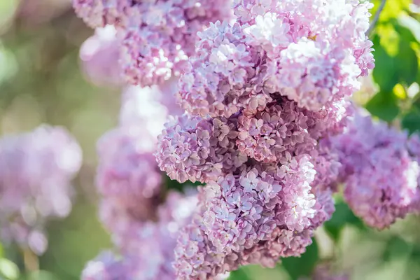 Gyönyörű Orgona Virágok Háttér Tavaszi Virágzás Lila Orgonavirág Bokorban Rózsaszín Jogdíjmentes Stock Képek