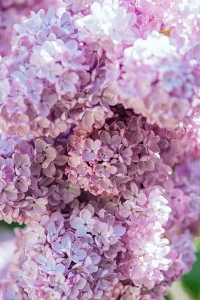 Latar Belakang Bunga Ungu Yang Indah Musim Semi Bermekaran Bunga Stok Gambar Bebas Royalti