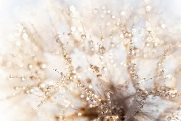 Macro Nature Abstract Background Beautiful Dew Drops Dandelion Seed Macro Stock Photo