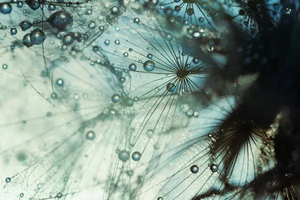 Macro Nature Abstract Background Beautiful Dew Drops Dandelion Seed Macro Stock Image