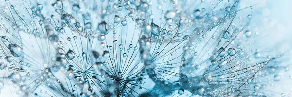 宏观自然的抽象背景 美丽的露珠落在蒲公英种子上 水滴在降落伞上 蒲公英 复制空间 软性选择性地关注水滴 图库图片