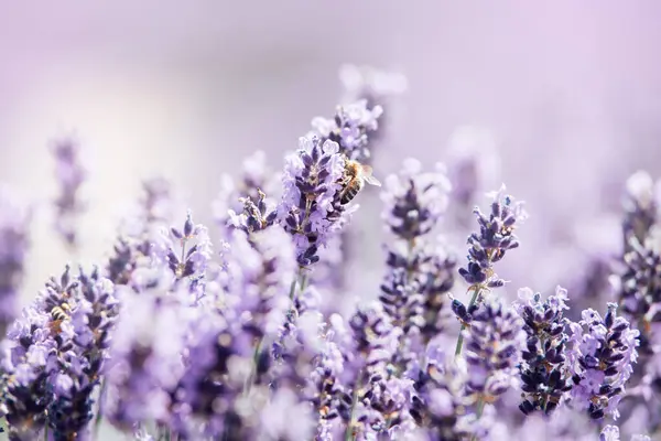 Nahaufnahme Von Blühenden Lavendelblüten Mit Verschwommenem Hintergrund Blühendes Lavendelfeld Sanften lizenzfreie Stockbilder