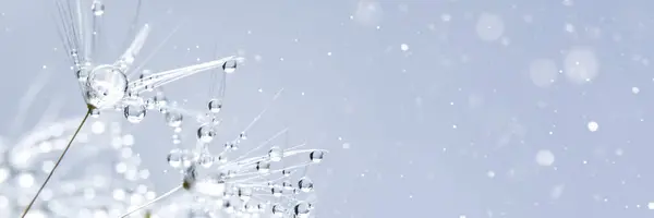 Beautiful Dew Drops Dandelion Seed Macro Beautiful Soft Blue Background Stock Image