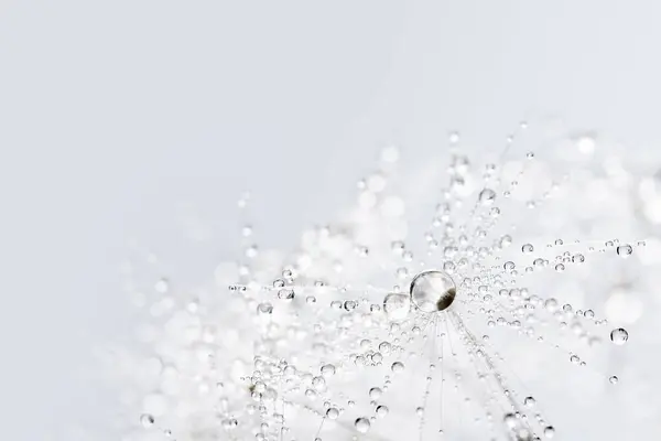 Beautiful Dew Drops Dandelion Seed Macro Beautiful Soft Blue Background Stock Picture