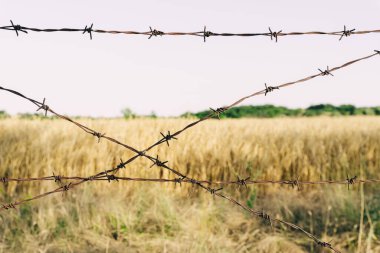 Ukrayna tahıl ithalat yasağı konsepti. Altın buğday tarlasında bir bariyer oluşturan dikenli tellerin yakın plan görüntüsü. Alan arka planda bulanıklaşırken çit odak noktasında..