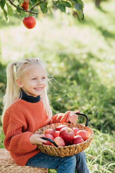 Blonde Girl Orange Sweater Holding Apples While Sitting Orchard Sunny Royalty Free Stock Photos
