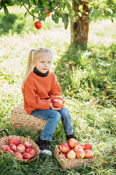 Blonde Girl Orange Sweater Holding Apples While Sitting Orchard Sunny Royalty Free Stock Photos