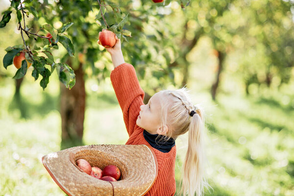 Child Picking Apples Farm Autumn Little Girl Playing Tree Orchard Stock Photo