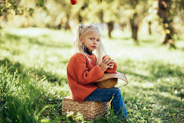 Child Picking Apples Farm Autumn Little Girl Playing Tree Orchard Royalty Free Stock Images