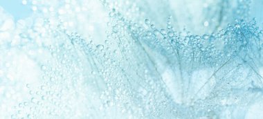 Makro doğa. Karahindiba tohumlu makronun üzerine çiy damlaları düşer. Güzel, yumuşak bir arka plan. Su paraşüt karahindiba üzerine düşer. Uzayı kopyala Su damlacıklarına odaklanın. dairesel şekil, soyut arkaplan