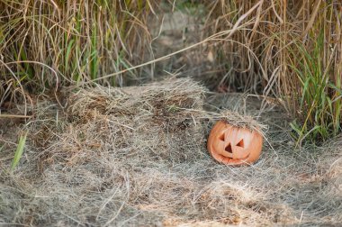 Sonbahar otunda Cadılar Bayramı balkabağı. Turuncu kabak arkaplanı.