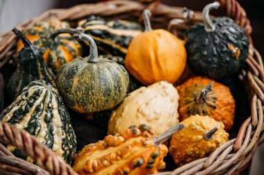 Renkli dekoratif kabaklarla dolu sepette yeşil, sarı ve turuncu renkli renkler mevsimlik bir pazarda sonbahar dekorasyonu için mükemmel.