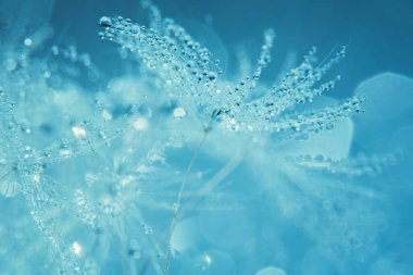 Makro doğa. Karahindiba tohumlu makronun üzerine çiy damlaları düşer. Güzel, yumuşak bir arka plan. Su paraşüt karahindiba üzerine düşer. Uzayı kopyala Su damlacıklarına odaklanın. dairesel şekil, soyut arkaplan