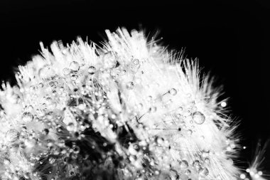 Karahindiba tohumlu makronun üzerine çiy damlaları düşer. Güzel yumuşak siyah arka plan. Su paraşüt karahindiba üzerine düşer. Su damlacıklarına odaklanın. Soyut arkaplan. Makro doğa. Dikey