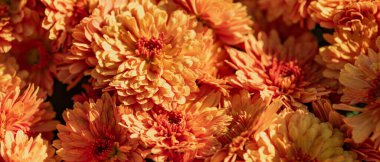 Canlı Portakal Kasımpatı Çiçeklerinin Yakın Çekimi Sonbahar sezonunda Tam Güneş Işığında Açar