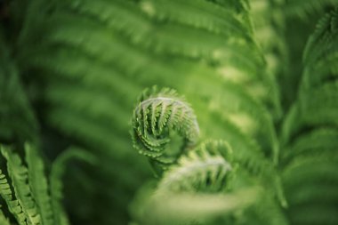 Yeşil eğreltiotu yaprakları arka planda. Parlak yeşil yapraklar. Tropikal yaprak. Egzotik orman bitkisi. Botanik konsepti. Eğreltiotu ormanları kapanır. Orman atmosferi ve sakin meditasyon