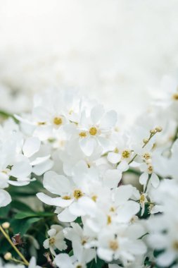 Yumuşak Doğal Işıklı Bir Bahar Gününde Zarif Beyaz Çiçeklerin Kapalı Çekimi. Exochorda Pearlbush Gelinin beyaz çiçek arka planı. Bahar tebrik kartı.