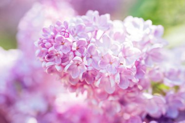 Güzel leylak çiçekleri arka planı. Bahar çiçeği. Çalılıklarda mor leylak çiçeği. Bir buket pembe çiçek, sığ tarla derinliği. Anneler Günün kutlu olsun. Boşluğu kopyala.