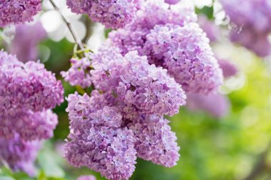 Güzel leylak çiçekleri arka planı. Bahar çiçeği. Çalılıklarda mor leylak çiçeği. Bir buket pembe çiçek, sığ tarla derinliği. Anneler Günün kutlu olsun. Boşluğu kopyala.