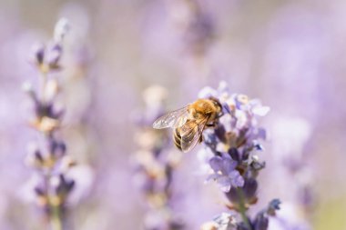 Bal arısı lavanta çiçeklerini döllüyor. Bitkiler böceklerle çürür. Arılı lavanta çiçeklerinin bulanık yaz arkaplanı. Güzel duvar kağıdı. Yumuşak odaklanma. Lavanta Alanı