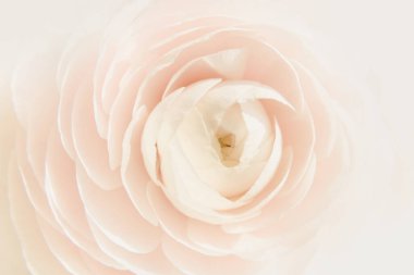 soluk pembe ranunculus çiçeğinin makro yakın çekimi, yumuşak pastel tonlar ve doğal ışıklandırma rüya gibi, romantik bir atmosfer yaratır, çiçek tasarımları, düğün veya güzellik ve doğa kavramlarında kullanılmak için mükemmeldir..