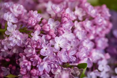 Pembe leylak çiçeklerinin yumuşak, pastel renkleri bir bahar akşamüstü sıcaklığını simgeleyen dingin ve rüya gibi bir kalite yaratıyor..