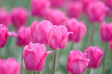 Bahar çiçekleri. Geçmişi. Göz kamaştırıcı pembe lale tarlaları sıcak güneş ışığıyla yıkanmış, narin taç yapraklarını ve canlı bahar güzelliklerini sergiliyorlar. Bahar temaları, yenilenme ve doğal güzellik..