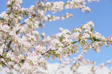 Bahar doğası. Yumuşak mavi bir gökyüzüne karşı dalında pembe ve beyaz taç yaprakları olan elma ağaçlarının yakın çekimi.