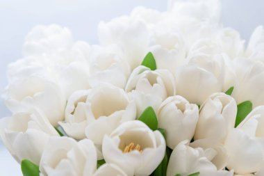 Anneler günü, sevgililer günü, doğum günü kutlaması konsepti. Tebrik kartı. Beyaz narin lalelerden oluşan güzel bir buket. Uzayı kopyala Bahar arka planı. 8 Mart, Uluslararası Kadınlar Günü