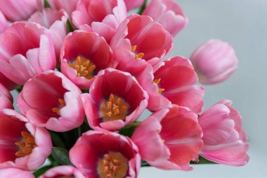 Anneler günü, sevgililer günü, doğum günü kutlaması konsepti. Tebrik kartı. Güzel pembe ince laleler buketi. Metin için boşluk kopyala, üst görünüm. Bahar arka planı. 8 Mart, Uluslararası Kadınlar Günü