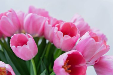 Anneler günü, sevgililer günü, doğum günü kutlaması konsepti. Tebrik kartı. Güzel pembe ince laleler buketi. Metin için boşluk kopyala, üst görünüm. Bahar arka planı. 8 Mart, Uluslararası Kadınlar Günü