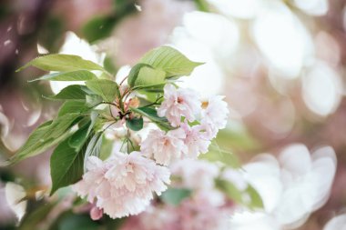 Narin pembe çiçekleri ve narin bahar odaklı yeşil yaprakları olan kiraz ağacı dalı. Yumuşak bokeh arka plan dingin ve doğal atmosferi arttırır