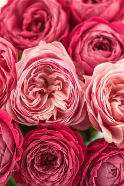 Mutlu anneler günü, romantik natürmort günü, kadınlar günü, tebrik kartı. İyi ki doğdun Yumuşak, rüya gibi ışıkta pembe güller. Güzelliği, aşkı, zarafeti çağrıştırıyor. Pastel tonlar ve bulanık arkaplan