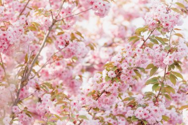 Parlak bahar ışığı altında çiçek açan pembe kiraz çiçeğinin yumuşak odak görüntüsü romantik ve rüya gibi bahar arkaplanları, romantik temalar, mevsimsel tasarım