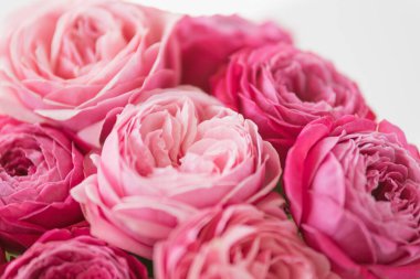 Mutlu anneler günü, romantik natürmort günü, kadınlar günü, tebrik kartı. İyi ki doğdun Yumuşak, rüya gibi ışıkta pembe güller. Güzelliği, aşkı, zarafeti çağrıştırıyor. Pastel tonlar ve bulanık arkaplan