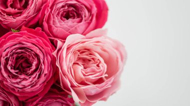 Mutlu anneler günü, romantik natürmort günü, kadınlar günü, tebrik kartı. İyi ki doğdun Yumuşak, rüya gibi ışıkta pembe güller. Güzelliği, aşkı, zarafeti çağrıştırıyor. Pastel tonlar ve bulanık arkaplan