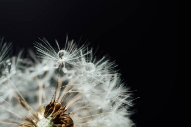 Makro doğa. Karahindiba tohumlu makronun üzerine çiy damlaları düşer. Güzel, yumuşak bir arka plan. Su paraşüt karahindiba üzerine düşer. Uzayı kopyala Su damlacıklarına odaklanın. dairesel şekil, soyut arkaplan