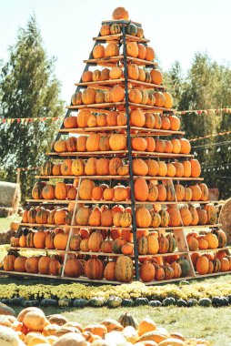Autumn Harvest Pumpkin Arrangement at Outdoor Event. Large pyramid structure filled with orange pumpkins on wooden shelves at autumn harvest festival outdoors
