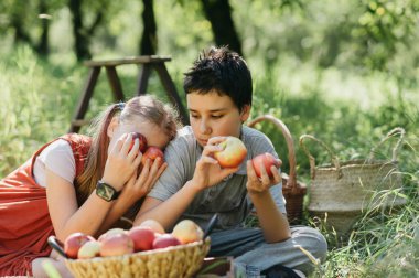 Güneşli meyve bahçesindeki bir ağaçtan olgun elma toplayan çocuklar, hasat mevsiminde bir sepet tutuyorlar, organik tarımı, sağlıklı yaşam tarzını, doğal gıdayı, kırsal gelenekleri sembolize ediyorlar.,