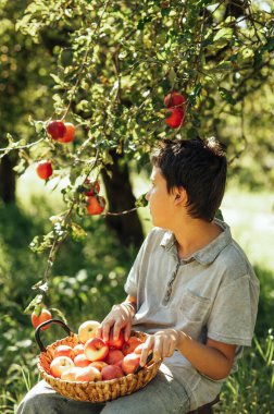 Güneşli meyve bahçesindeki bir ağaçtan olgun elma toplayan çocuk, hasat mevsiminde sepet tutuyor, organik tarımı, sağlıklı yaşam tarzını, doğal gıdayı, kırsal gelenekleri ve sonbahar üretimini sembolize ediyor.